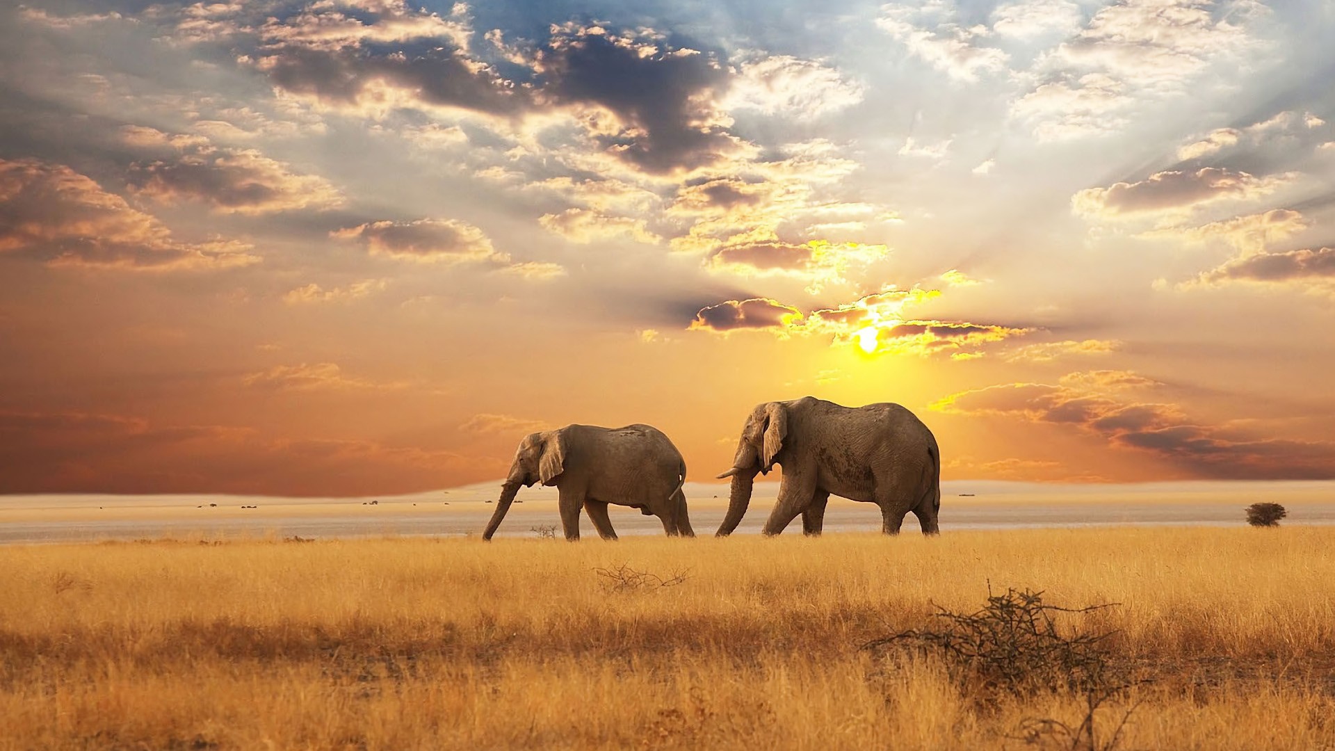 Wildlife Tours in India with Desert Triangle Tours in India
